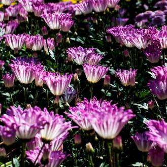 chrysanthemums 23 s