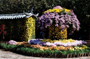 Lijiang Old Town Chrysantemums